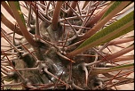 70-300 Sigma APO-cactus-0029.jpg