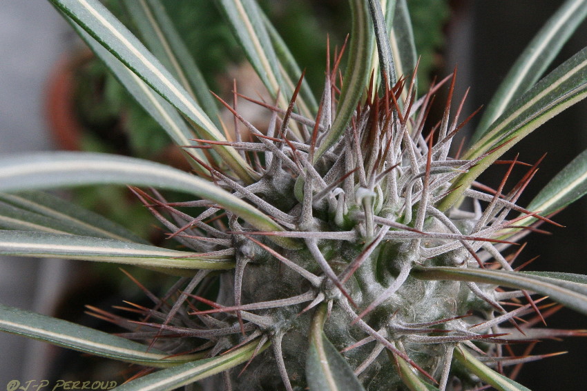70-300 Sigma APO-cactus-0031.jpg