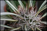 70-300 Sigma APO-cactus-0031.jpg