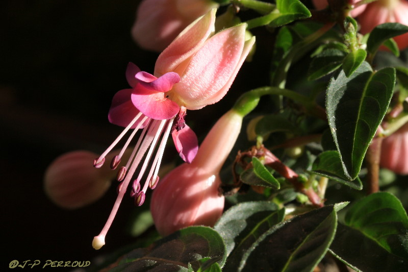 70-300 Sigma APO-fleurs-0068.jpg