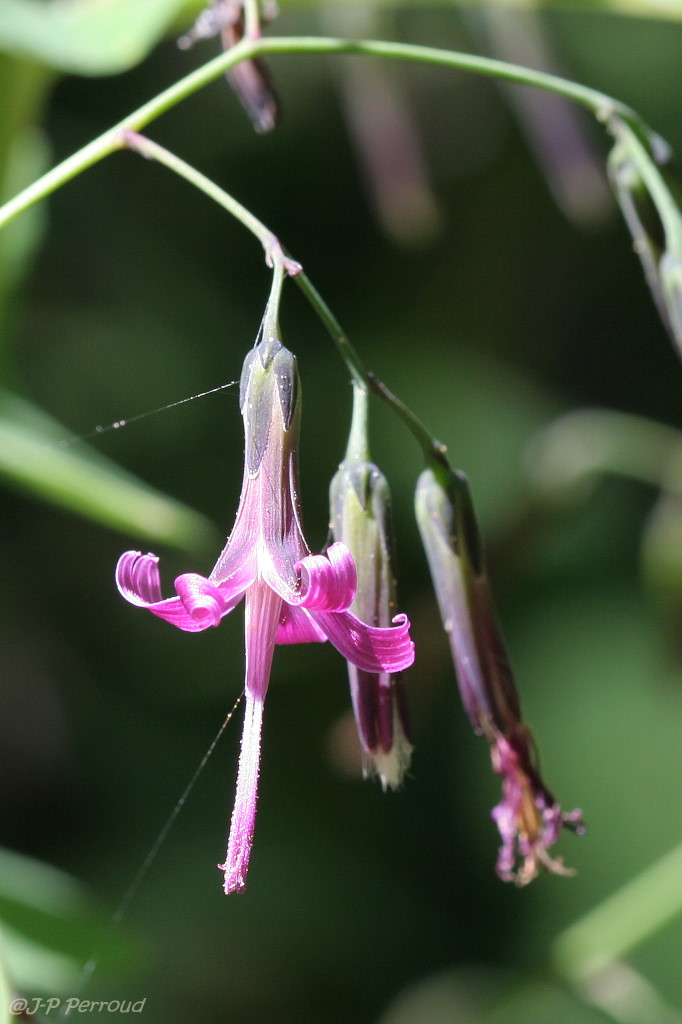 70-300 Sigma APO-fleurs-0071.jpg