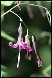 70-300 Sigma APO-fleurs-0071.jpg
