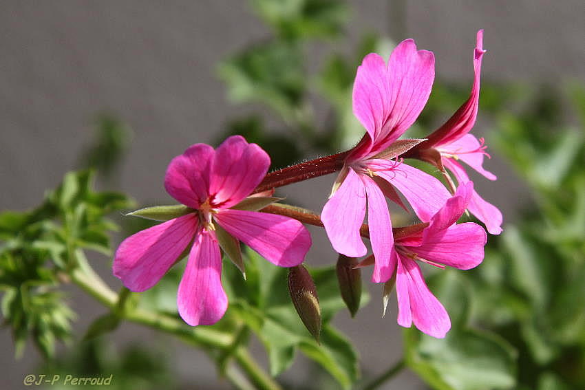 70-300 Sigma APO-fleurs-0070.jpg