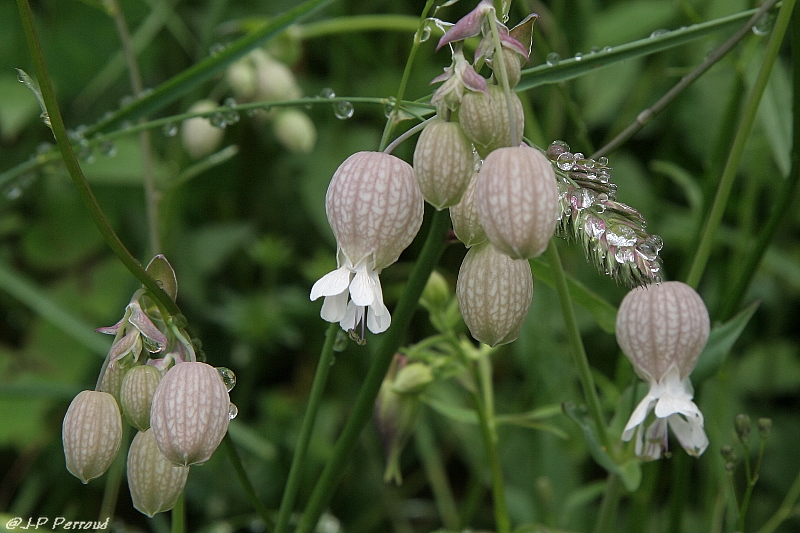 70-300 Sigma APO-fleurs-0066.jpg