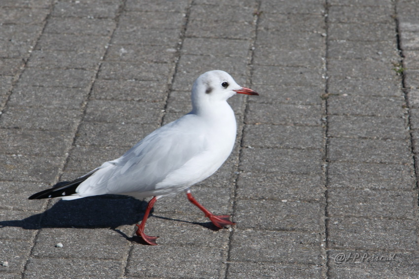 Choix de sacs-oiseaux-0014.jpg