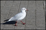 Choix de sacs-oiseaux-0014.jpg