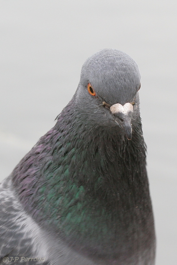 Choix de sacs-oiseaux-0010.jpg