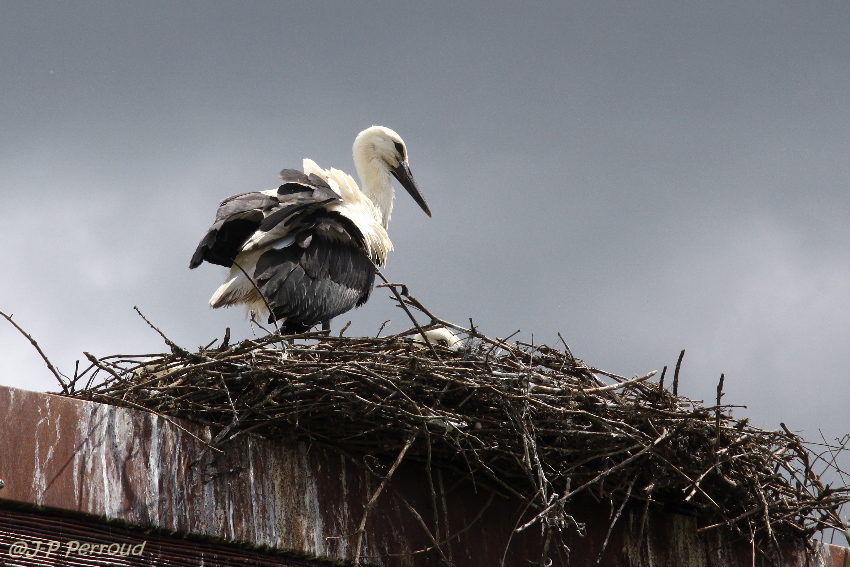 Choix de sacs-oiseaux-0011.jpg