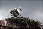 Choix de sacs-oiseaux-0011.jpg
