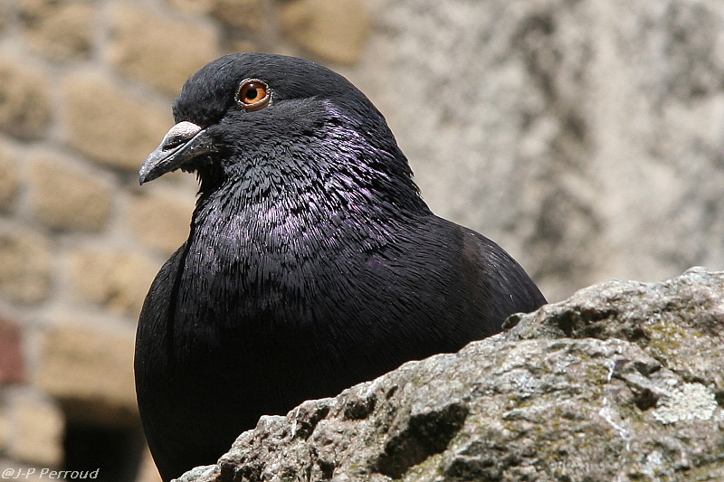 Choix de sacs-oiseaux-0006.jpg