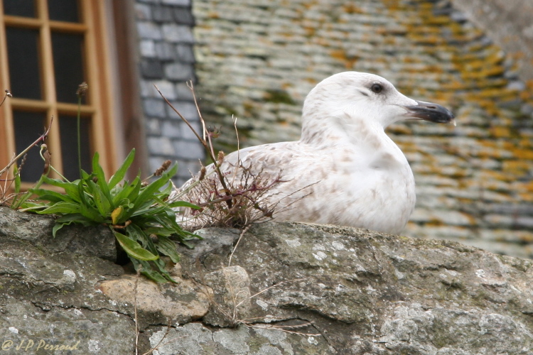 Choix de sacs-oiseaux-0003.jpg