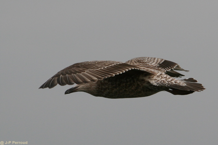 Choix de sacs-oiseaux-0004.jpg