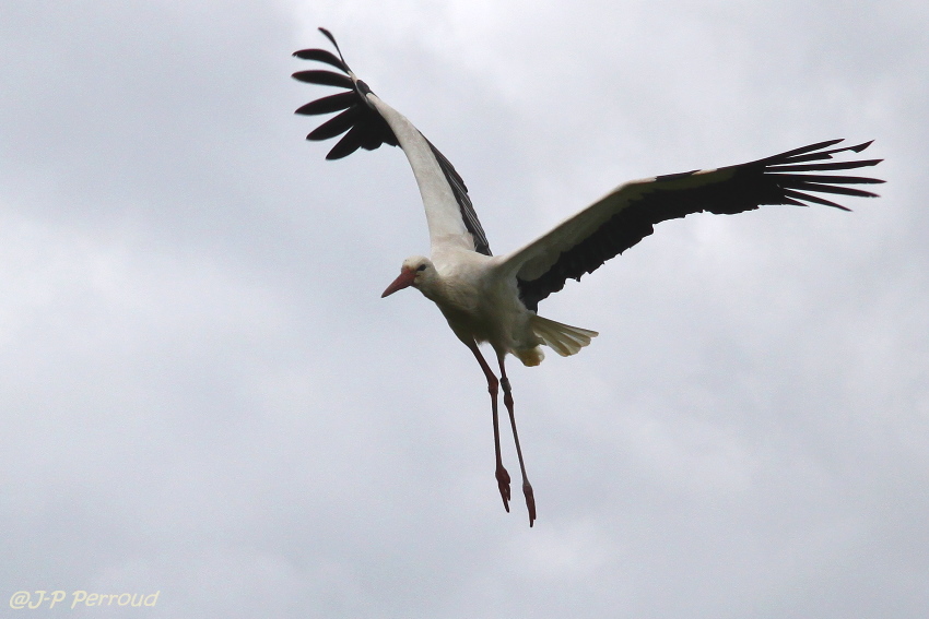 Choix de sacs-oiseaux-0013.jpg