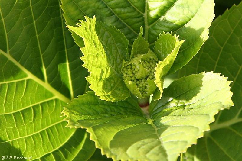 feuilles 0004

Jeune hortensia

Fleur de la Bretagne