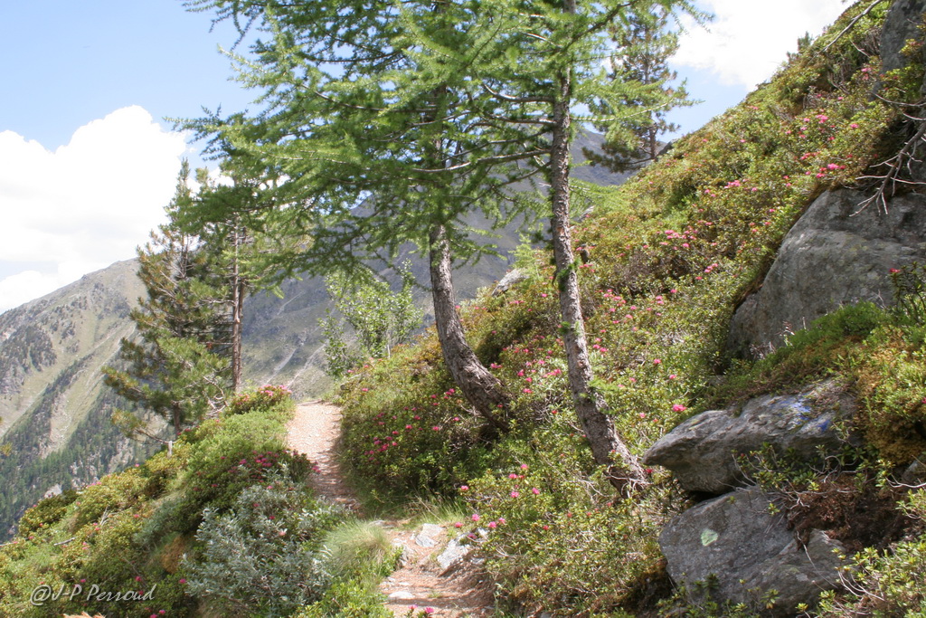 paysages 0011

Chemin de montage

Au dessus de Grimentz
Val d'Anniviers, Valais, Suisse