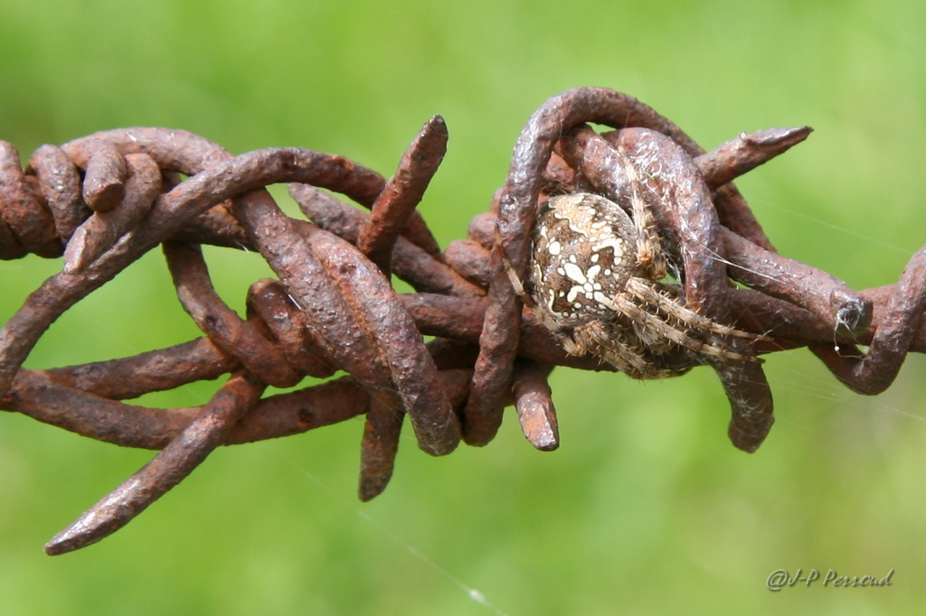 araignes 0001