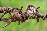 araignes 0001