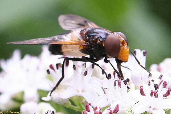 insectes 0009