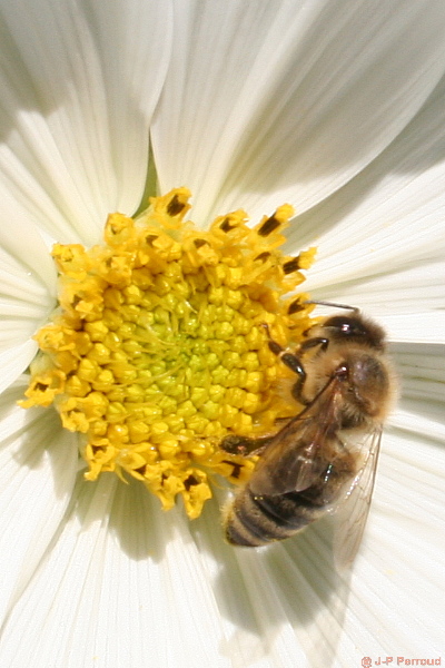 insectes 0011
