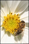 insectes 0011