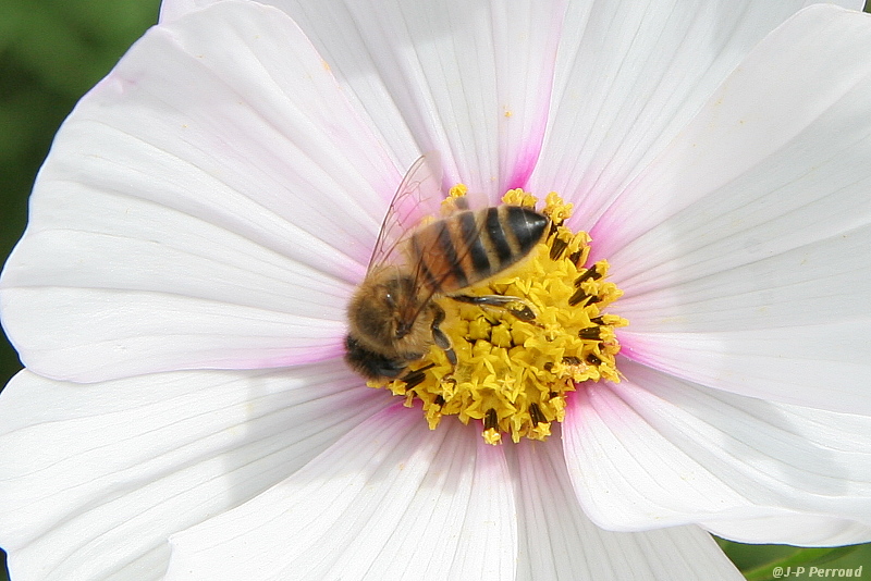 insectes 0019