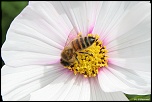 insectes 0019