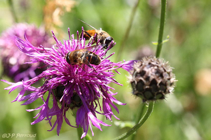 insectes 0024