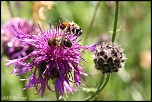 insectes 0024