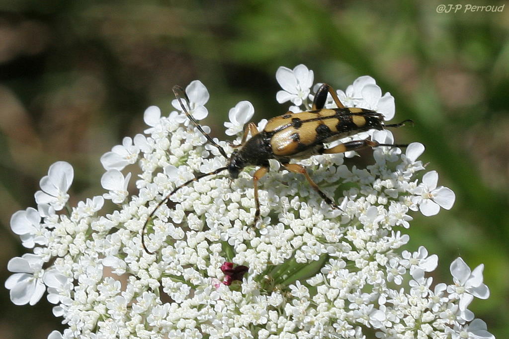insectes 0021
