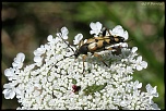insectes 0021