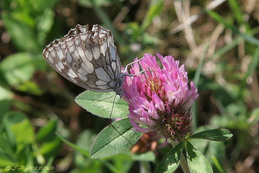 papillons 0032
