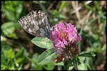 papillons 0032