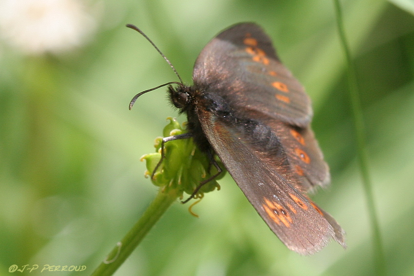 papillons 0030