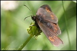 papillons 0030