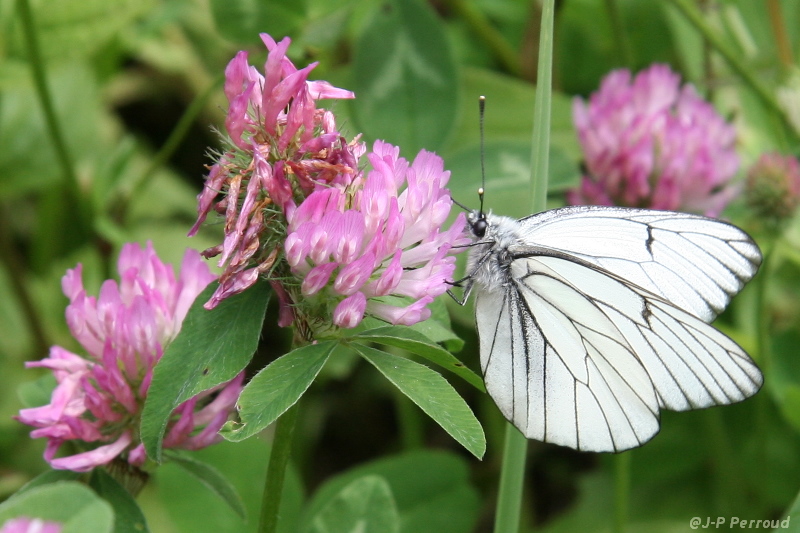 papillons 0029