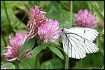 papillons 0029