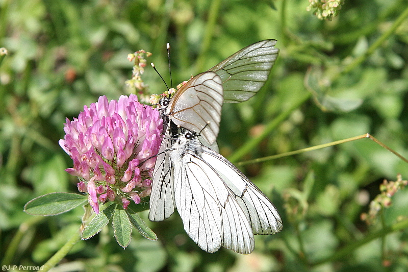 papillons 0024