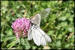 papillons 0024