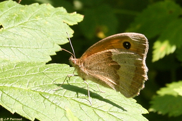 papillons 0021