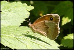 papillons 0021