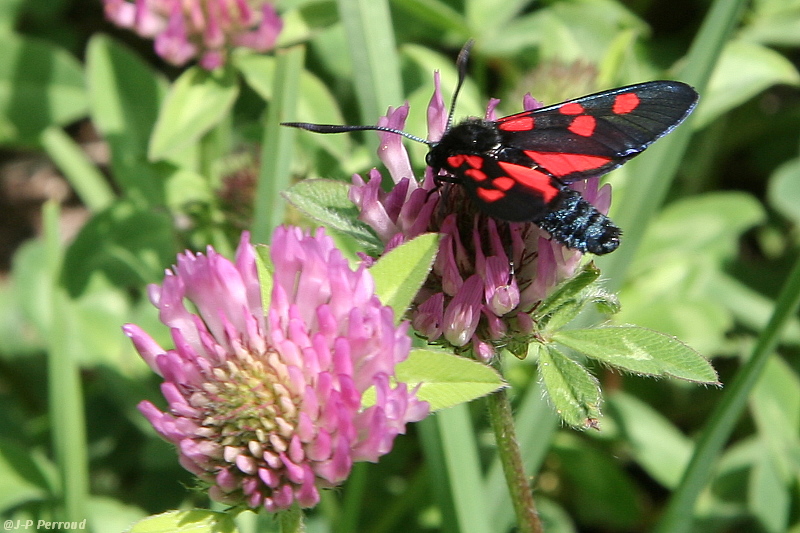papillons 0025