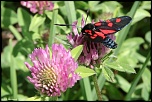 papillons 0025