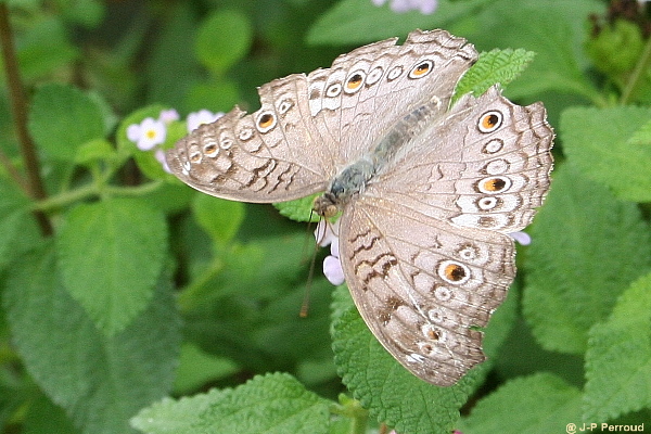 papillons 0018