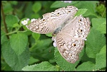 papillons 0018