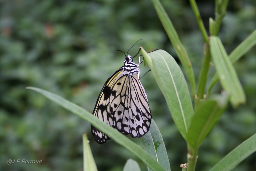 papillons 0035