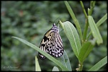 papillons 0035
