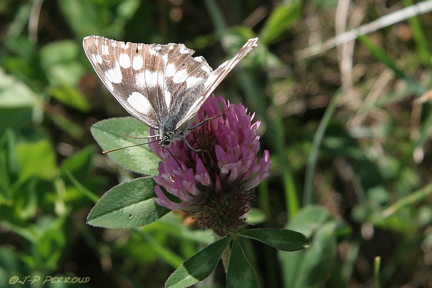 papillons 0031