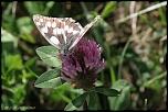 papillons 0031