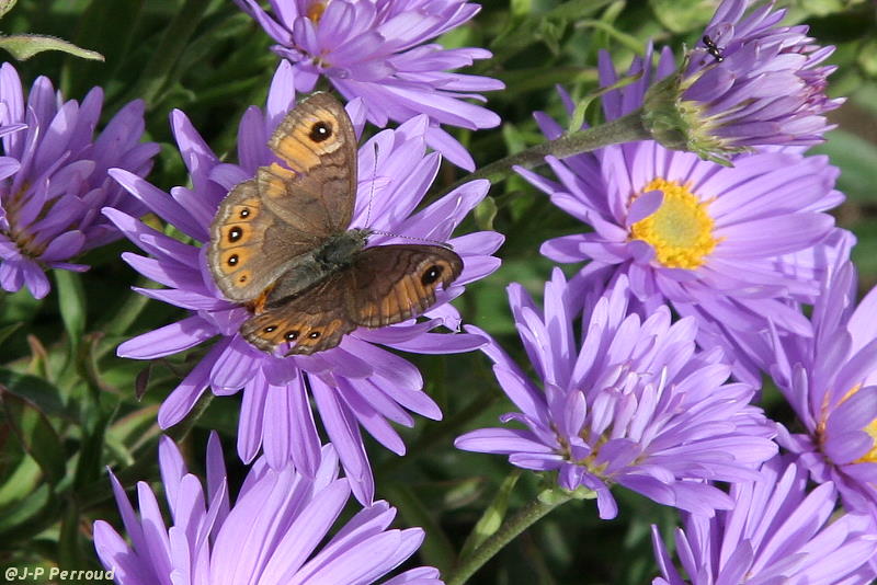 papillons 0028
