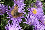 papillons 0028